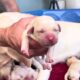 Sentimental Saturday: 8 Newborn Baby Puppies have their FIRST Weigh In #labrador #puppy #cutepuppies