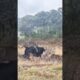 Several lions besieged a strong bison wild animal at zero distance. The bison fights the lion