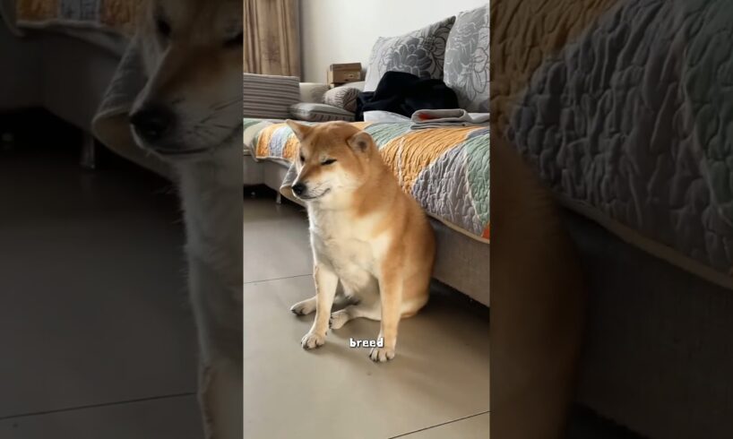 Shiba Inu #cute #animals #dog