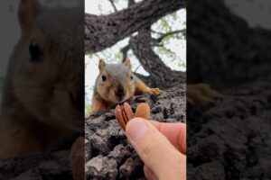Squirrel Fishing with Baby Nibbles #animals #games #feed #reels #play #play #cute #sports #free #fyp