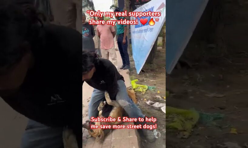 "Street Dog Rescue & Recovery | Love, Care & Healing Journey 🐶❤️" #streetdogrescue #straydog