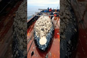 Subsribe for daily heartwarming animal rescues!🥹❤️ #whale #animalrescue #seacreatures #barnacles