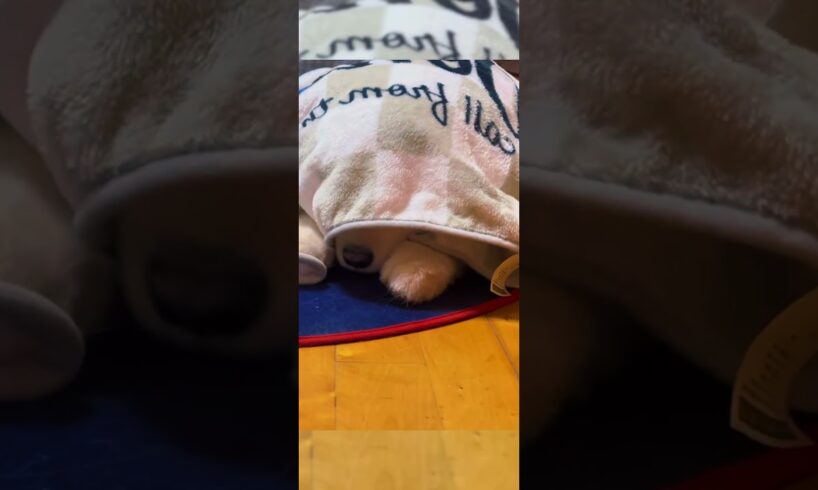 The Cutest Puppies Ever! #shorts #babydog #barmaniyan
