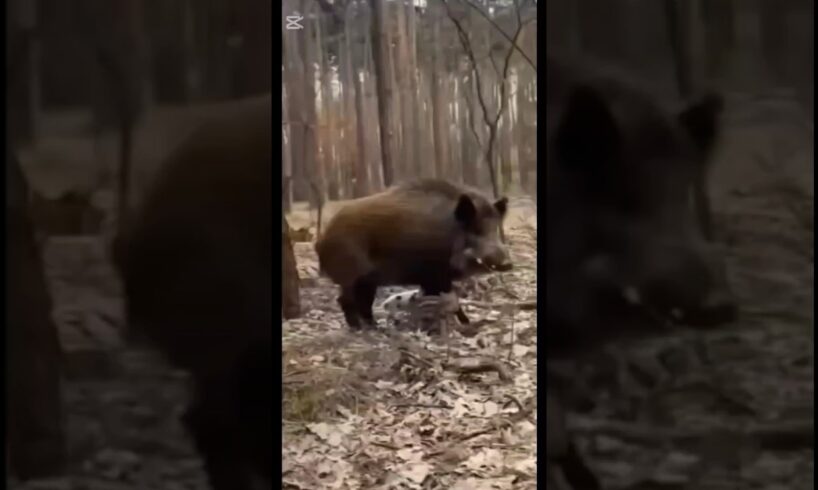 The pig is playing with her babies. #animals #facts #shortsvideo #trending #viralshorts #nature