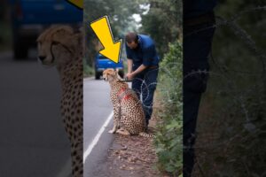 The story of the rescue of the injured cheetah #animals #cheetah