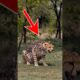 The story of the wolf who saved the cheetah's life #animals #wolf #cheetahs