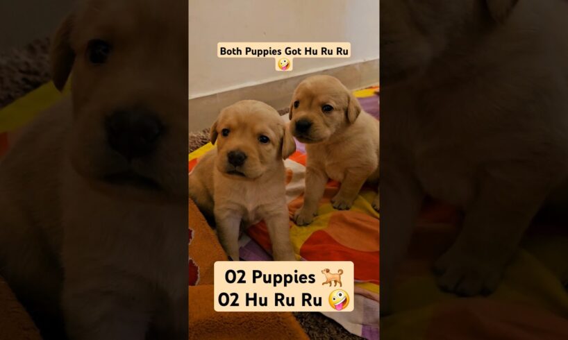 Tickling Two Cutest Puppies 🐶//Cute Puppies 💓 #puppy #doglover #ytshorts