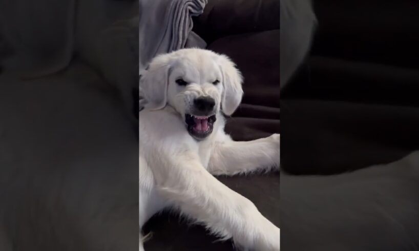 Try not to laugh at these naughy dogs! 😂