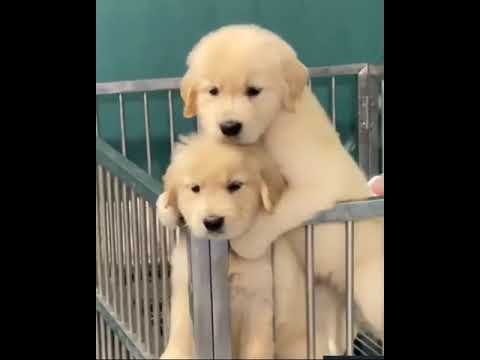 Two super cute puppies #god #golden #retriever #retrieversgram
