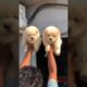 Udaipur Cute Puppies For Sale | Dog Videos