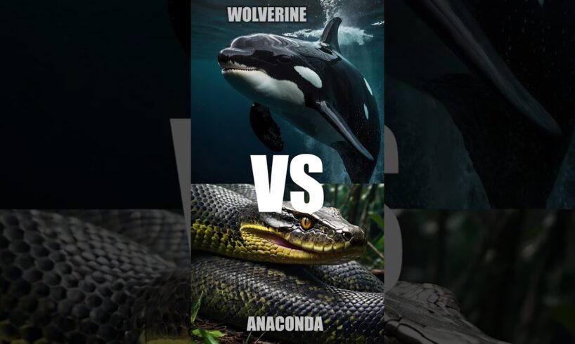 Ultimate Animal Battle Royale! 🦁🐊 Who is the Strongest Predator? #AnimalFights #wildlifeshowdown