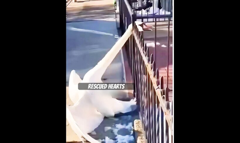 Unbreakable Bond: The Old Man and His Rescued Duck 🦆❤️ | A Tale of Love & Adventure! #shorts #duck