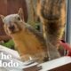Wild Squirrel Taps On Woman's Window To Play | The Dodo