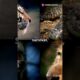 Wildest Animal Fights EVER! #animalfight #animalsfighting #animals #viralshort #shortsfeed #shorts