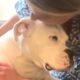 Woman brings rescue dog home. Then comes big surprise.