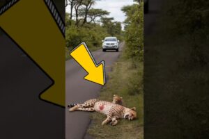 Wounded cheetah's rescue story