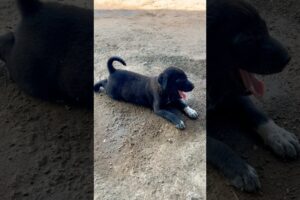 Your sight calms our hearts #veerandmahi #cutest #puppies #shorts #cutenessoverloaded #supercute