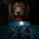 animal fights #anime #animals #comedy #funny #wildlife #lion #fight #edit #leopard #tiger