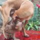 baby animals playing so happy