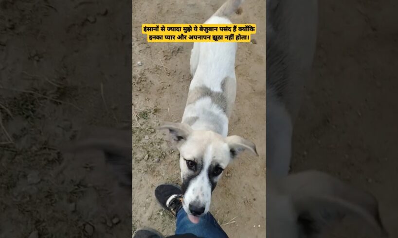 cute Puppies #doggielife #doglover #comedy #dogcoach #dogowner #dogs