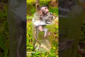 cute baby monkey playing #cute #pets  #animals #shorts