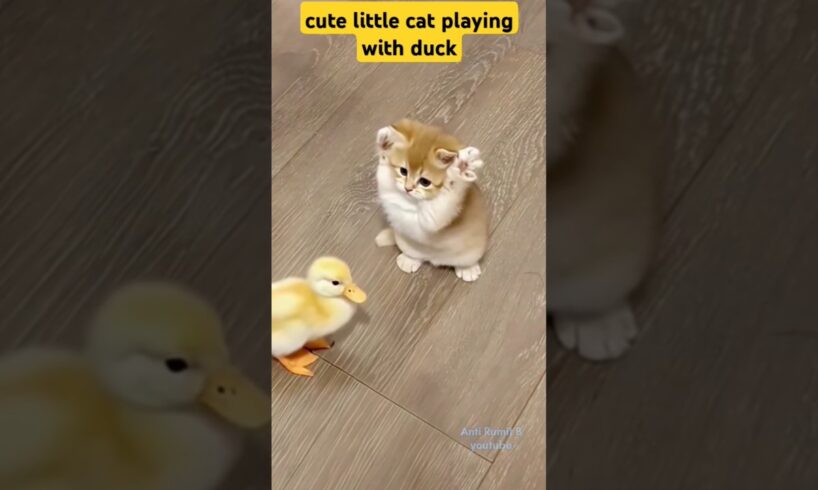 cute little cat playing with duck #cat #cats #animals #viralvideo #shorts #cute #cutecat #catvideos