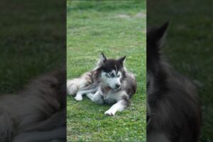 cute little dog and cats are playing #youtubeshorts #animals #shorts #short #cute #birds