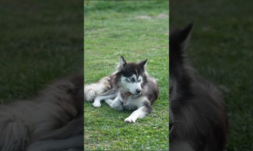 cute little dog and cats are playing #youtubeshorts #animals #shorts #short #cute #birds