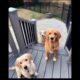 cute puppies and dogs playing video #puppy #cute #dog #pets #goldenretriever #trending #dogs #shorts