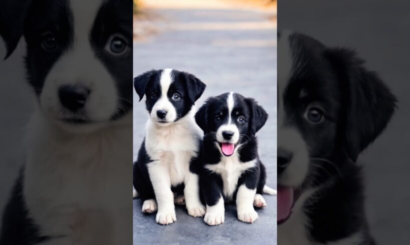 cute puppies barking cute video #dog #puppy #doglover #cutedog #pet #youtubeshorts #trending #shorts