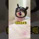cute puppies funny moment cute overload ❤️#hellomochi #dog #bichon #cute #maltipoo #poodle #puppy