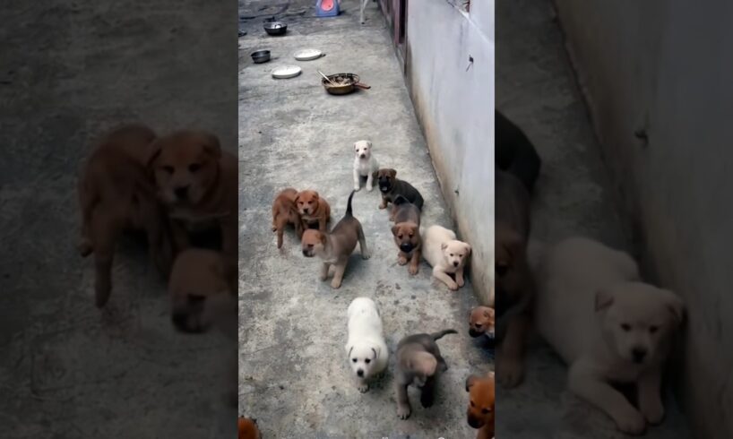 cute puppies playing #cute #dog #doglover #puppy #cutedog #youtubeshorts #trending #shorts #pets