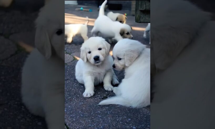 cute puppies playing #dog #doglover #puppy #cuteanimals #dogs #pets #youtubeshorts #shorts #puppies