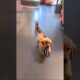 cute puppies playing funny video #cutedog #puppy #dog #dogs #doglover #youtubeshorts #pets #shorts