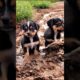 cute puppies playing in muddy waters #dog #puppy #dogs #pets #youtubeshorts #trending #shorts