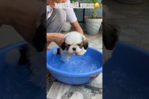dog 1st bath💦🐶 #doglover #puppies #dogbathtime #love #dogshorts