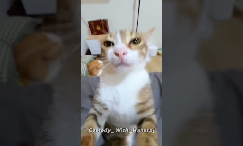 dog & cute puppies viral dance video #dogdance #funny #doggydance #cute #puppyvideos