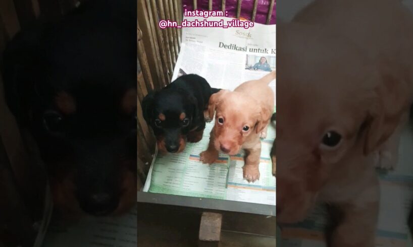 good morning from 3 cutest puppies #anjingtekel #dachshund #dachshundpuppies #dachshundlover #tekel