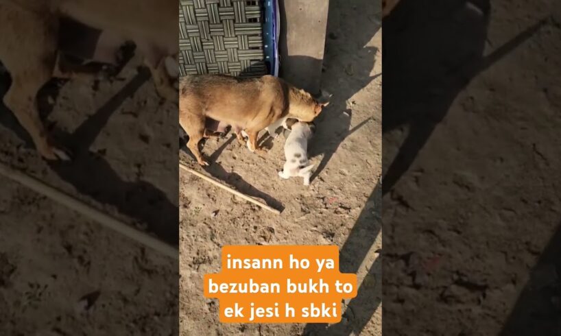 hungry cute puppies mother #doggielife #puppies #bestfeed #funny #doglover #dog #dogowner #petowner