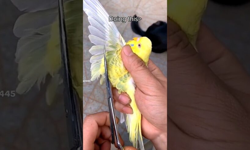 let birds be birds
