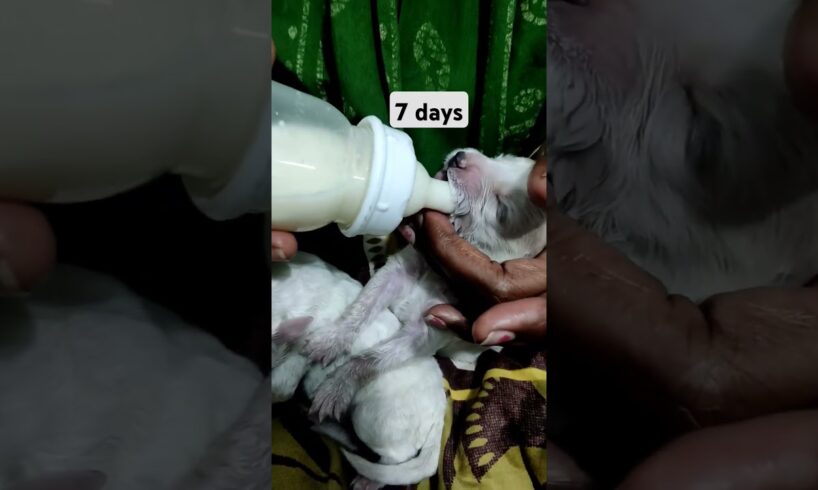 #newborn cute puppies #training song# short video#