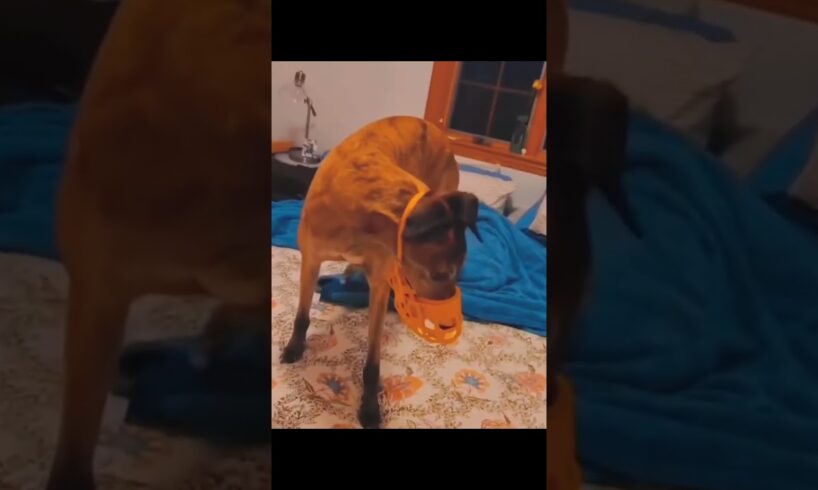 #puppy #goldenretriever #nz #cute #puppies