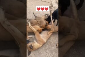 street dog cute puppies ❤️ please subscribe 🙏🏻..#yt #doglover #streetdoglove #love #cutepet #trend