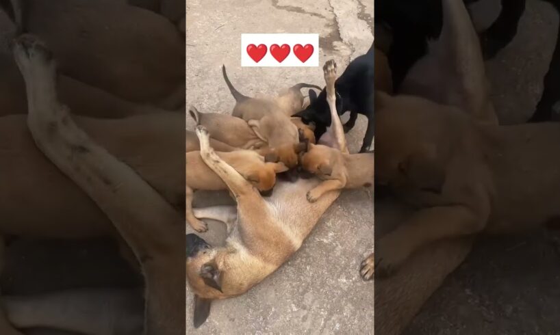 street dog cute puppies ❤️ please subscribe 🙏🏻..#yt #doglover #streetdoglove #love #cutepet #trend