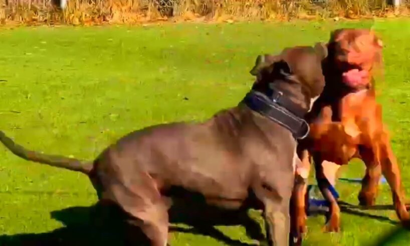 we love nature beautiful dogs animals puppy dogs playing in the green parking space