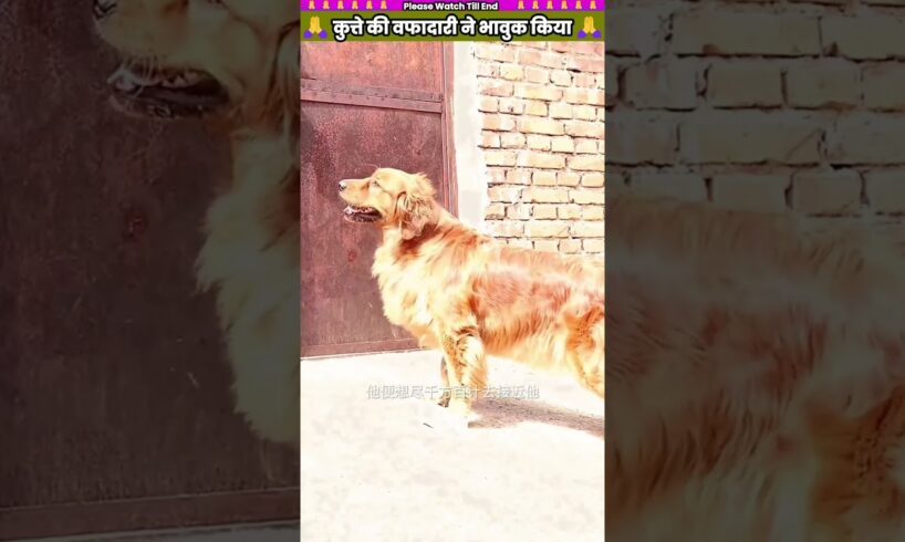 कुत्ते की वफादारी ने भावुक किया 😭 #animal #animalrescue #animallover #rescue #dog