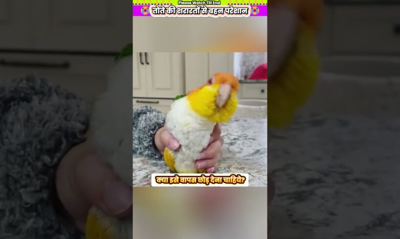 तोते की शरारतों से बहन परेशान 🤣 #animal #animalrescue #animallover #rescue #parrot