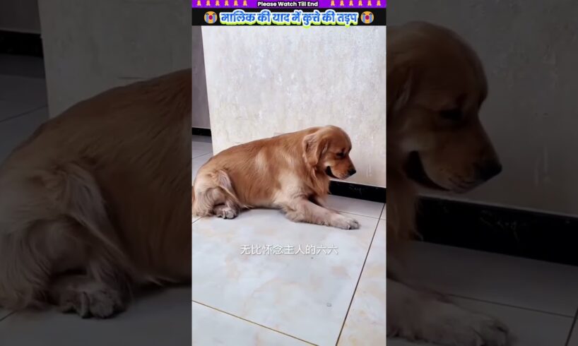 मालिक की याद में कुत्ते की तड़प 😭 #animal #animalrescue #animallover #rescue #dog