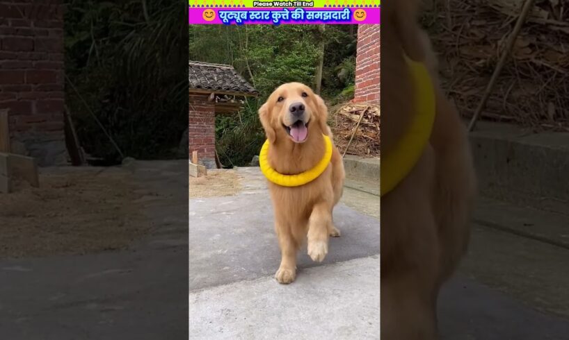 यूट्यूब स्टार कुत्ते की समझदारी 😊 #animal #animalrescue #animallover #rescue #dog