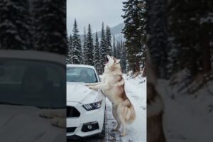 Animal warning to humans #dogs #rescue #animals #wolf